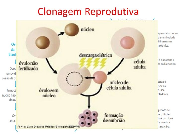 Clonagem Reprodutiva 