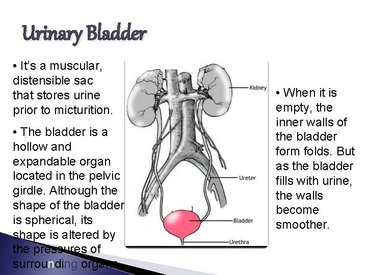 Urinary Bladder • It’s a muscular, distensible sac that stores urine prior to micturition.