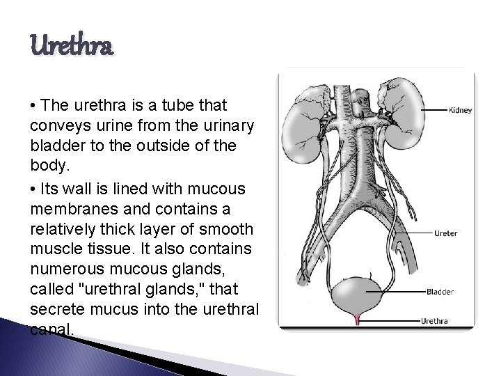 Urethra • The urethra is a tube that conveys urine from the urinary bladder