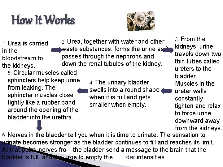 How It Works the kidneys, urine travels down two thin tubes called ureters to