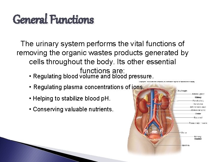 General Functions The urinary system performs the vital functions of removing the organic wastes