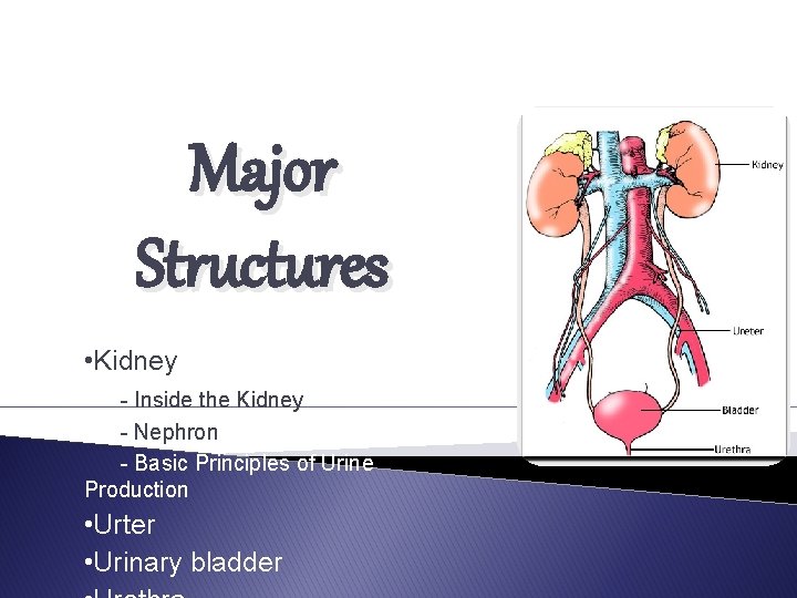 Major Structures • Kidney - Inside the Kidney - Nephron - Basic Principles of