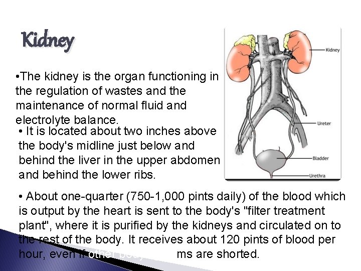 Kidney • The kidney is the organ functioning in the regulation of wastes and