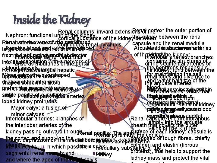 Inside the Kidney Renal cortex: the outer portion of Renal columns: inward extensions of