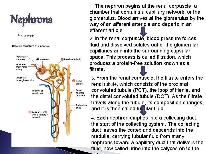 1. The nephron begins at the renal corpuscle, a Nephrons Process: chamber that contains