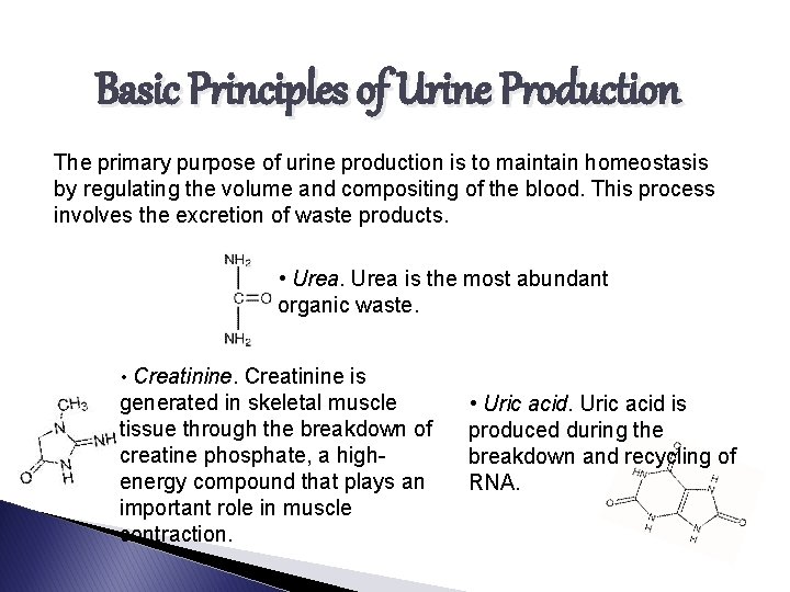 Basic Principles of Urine Production The primary purpose of urine production is to maintain