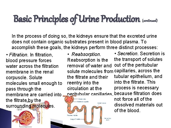 Basic Principles of Urine Production (continued) In the process of doing so, the kidneys