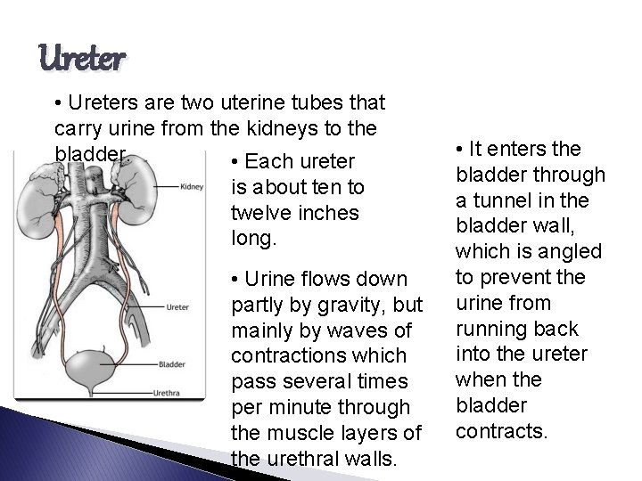 Ureter • Ureters are two uterine tubes that carry urine from the kidneys to