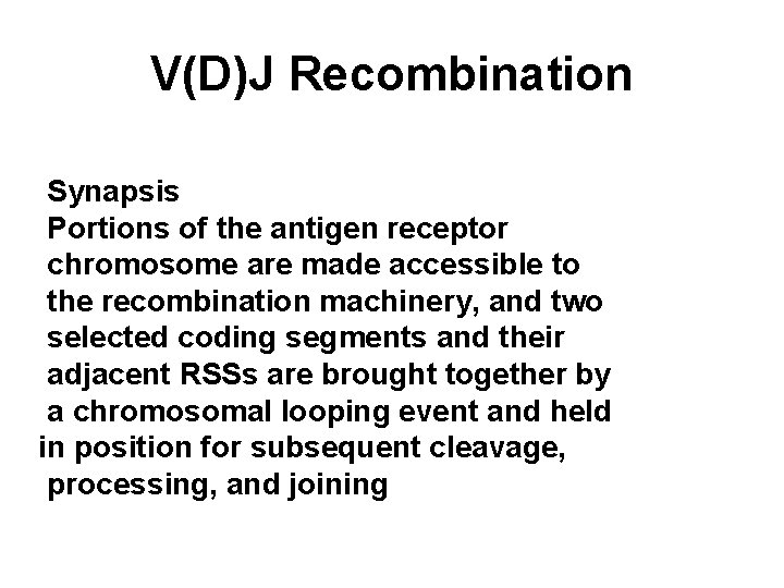V(D)J Recombination Synapsis Portions of the antigen receptor chromosome are made accessible to the