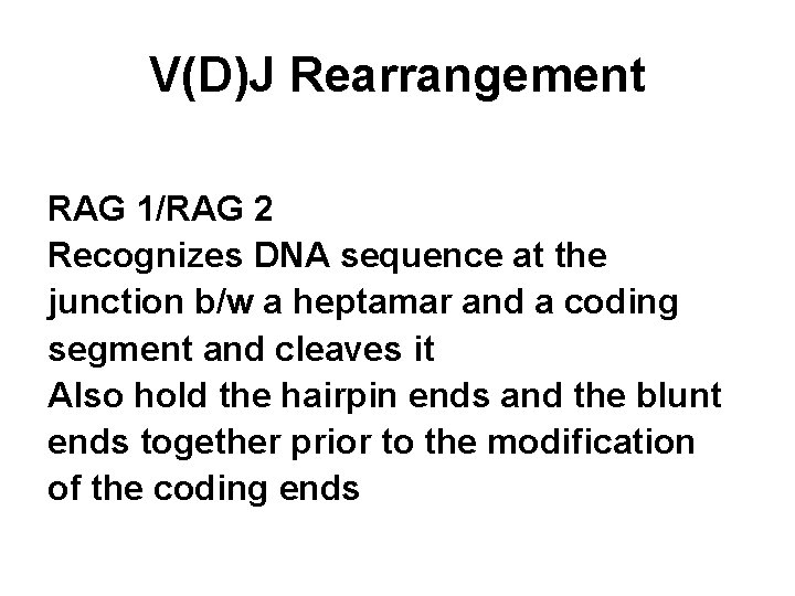 V(D)J Rearrangement RAG 1/RAG 2 Recognizes DNA sequence at the junction b/w a heptamar