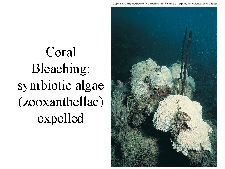 Coral Bleaching: symbiotic algae (zooxanthellae) expelled 