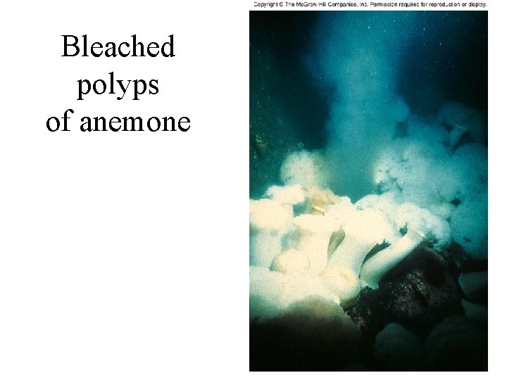 Bleached polyps of anemone 