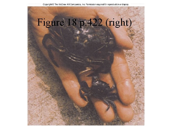 Figure 18 p. 422 (right) 