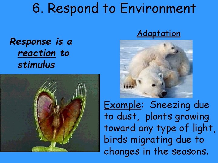 6. Respond to Environment Response is a reaction to stimulus Adaptation Example: Sneezing due