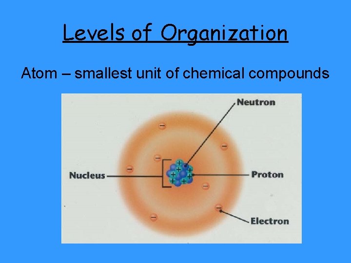 Levels of Organization Atom – smallest unit of chemical compounds 