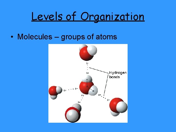 Levels of Organization • Molecules – groups of atoms 