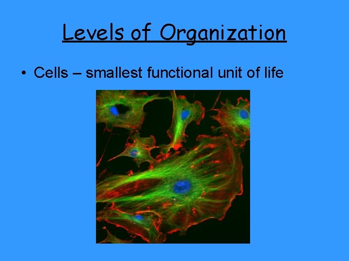 Levels of Organization • Cells – smallest functional unit of life 