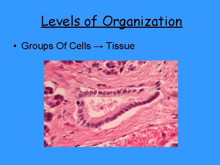 Levels of Organization • Groups Of Cells → Tissue 