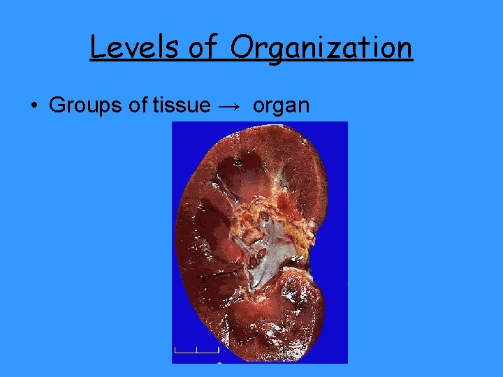 Levels of Organization • Groups of tissue → organ 