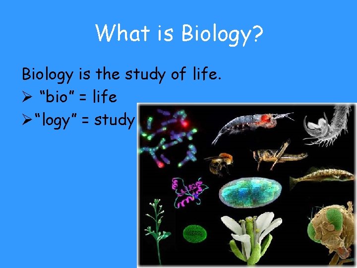 What is Biology? Biology is the study of life. Ø “bio” = life Ø