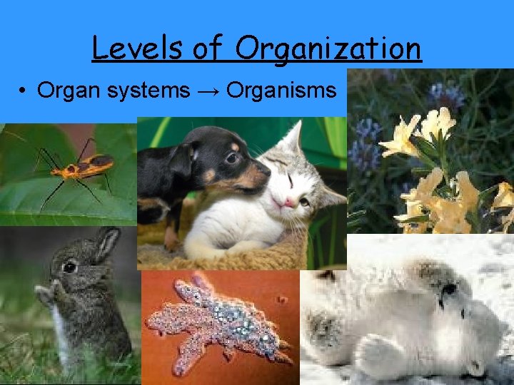 Levels of Organization • Organ systems → Organisms 