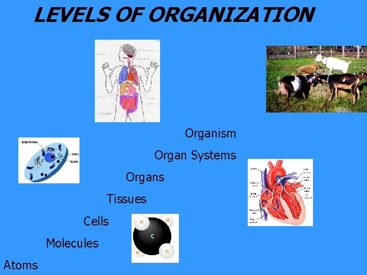 LEVELS OF ORGANIZATION Organism Organ Systems Organs Tissues Cells Molecules Atoms 