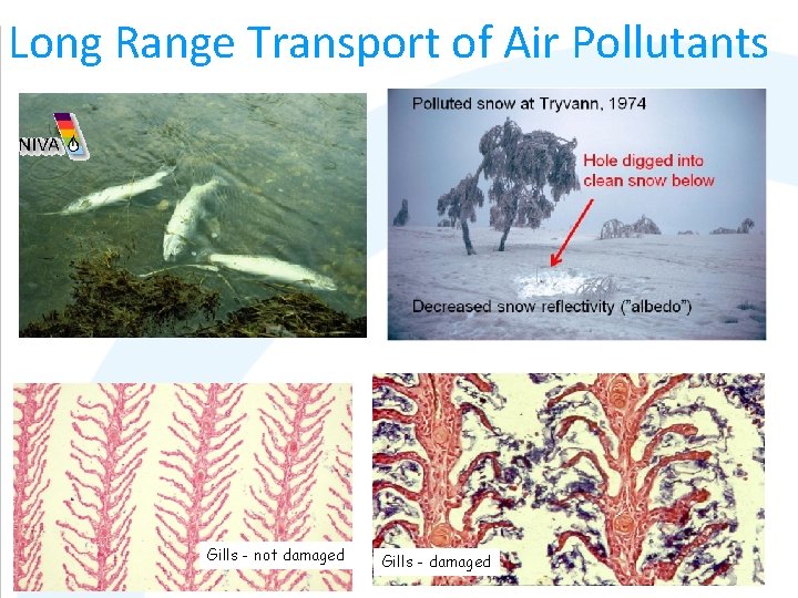 Long Range Transport of Air Pollutants Gills - not damaged Gills - damaged 
