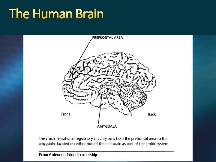 The Human Brain From Goleman: Primal Leadership 