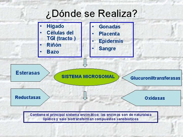 ¿Dónde se Realiza? • Hígado • Células del TGI (tracto ) • Riñón •