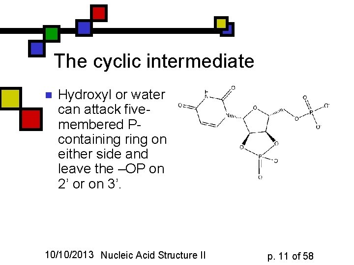 The cyclic intermediate n Hydroxyl or water can attack fivemembered Pcontaining ring on either