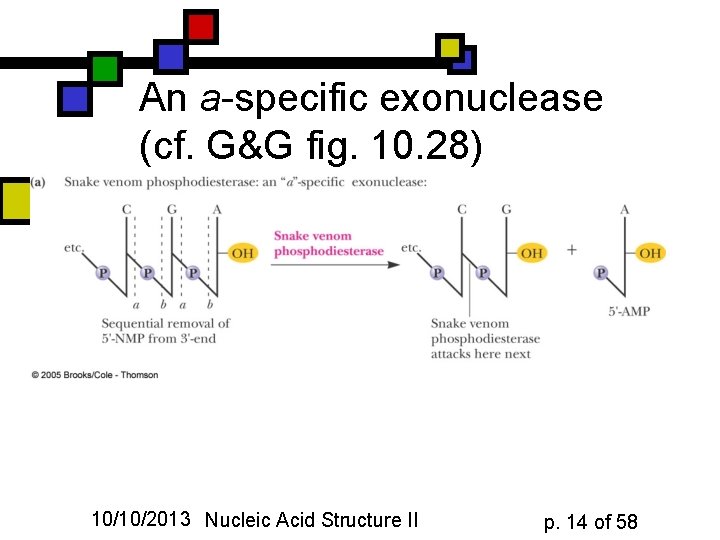 An a-specific exonuclease (cf. G&G fig. 10. 28) 10/10/2013 Nucleic Acid Structure II p.