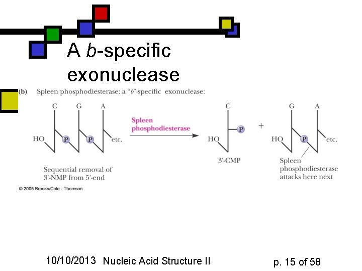 A b-specific exonuclease 10/10/2013 Nucleic Acid Structure II p. 15 of 58 