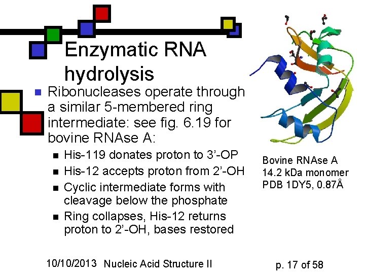 Enzymatic RNA hydrolysis n Ribonucleases operate through a similar 5 -membered ring intermediate: see