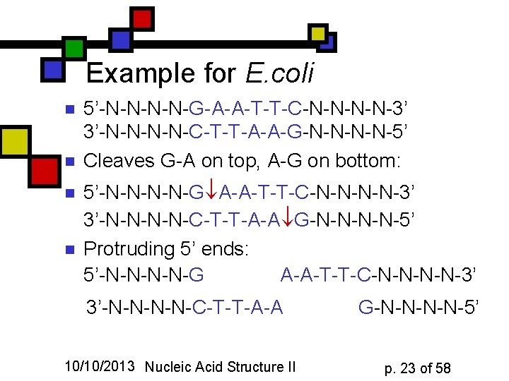 Example for E. coli n n 5’-N-N-G-A-A-T-T-C-N-N-3’ 3’-N-N-C-T-T-A-A-G-N-N-5’ Cleaves G-A on top, A-G on