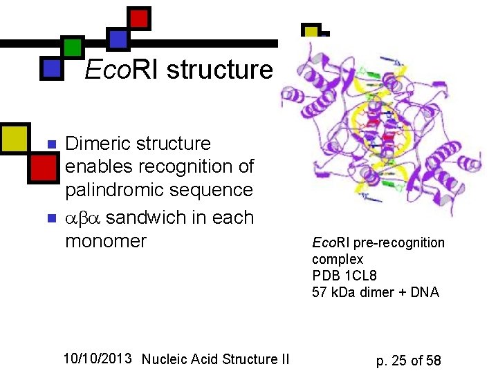 Eco. RI structure n n Dimeric structure enables recognition of palindromic sequence sandwich in