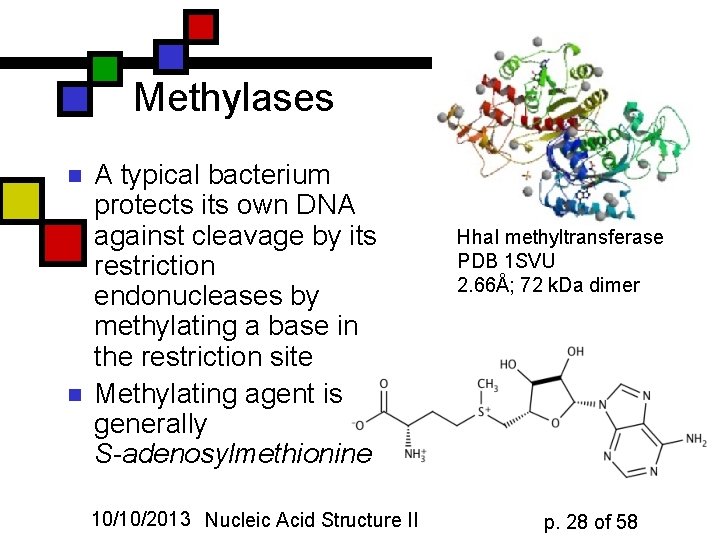 Methylases n n A typical bacterium protects its own DNA against cleavage by its