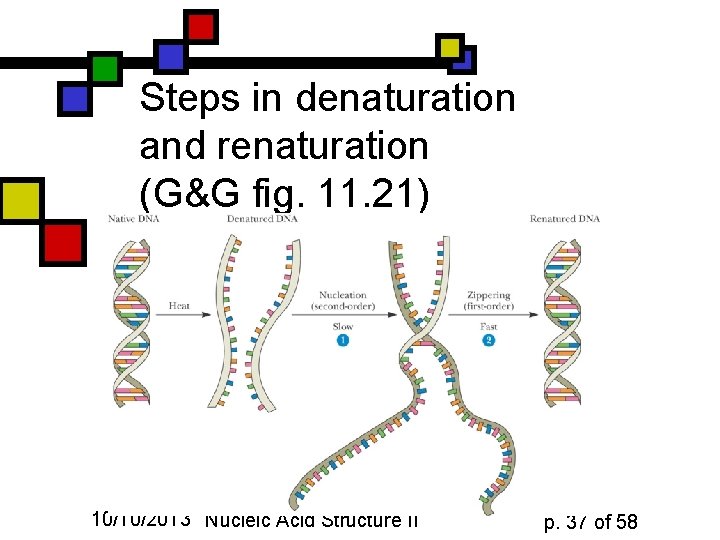 Steps in denaturation and renaturation (G&G fig. 11. 21) 10/10/2013 Nucleic Acid Structure II