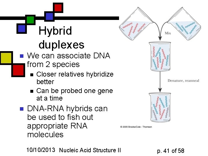 Hybrid duplexes n We can associate DNA from 2 species n n n Closer