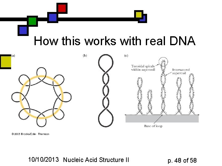 How this works with real DNA 10/10/2013 Nucleic Acid Structure II p. 48 of