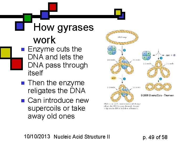 How gyrases work n n n Enzyme cuts the DNA and lets the DNA