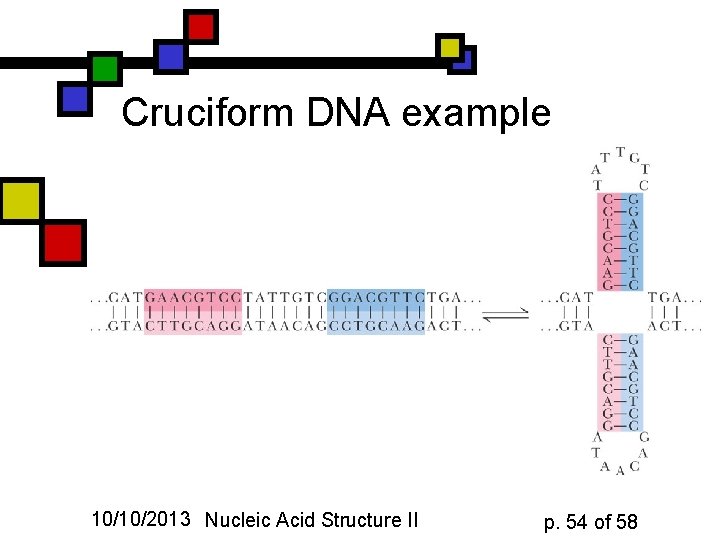 Cruciform DNA example 10/10/2013 Nucleic Acid Structure II p. 54 of 58 