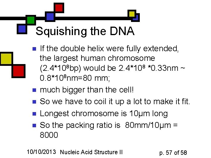 Squishing the DNA n n n If the double helix were fully extended, the