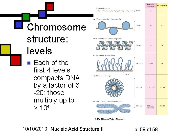 Chromosome structure: levels n Each of the first 4 levels compacts DNA by a