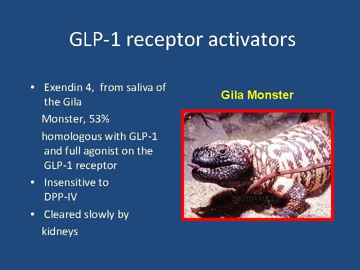 GLP-1 receptor activators • Exendin 4, from saliva of the Gila Monster, 53% homologous