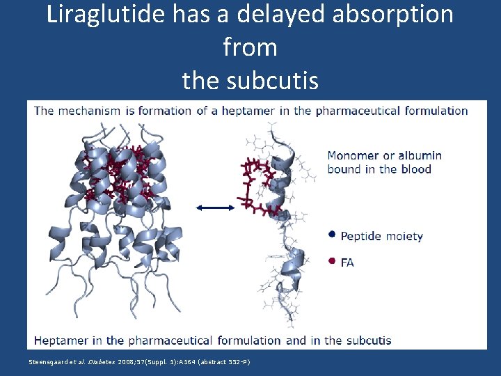 Liraglutide has a delayed absorption from the subcutis Steensgaard et al. Diabetes 2008; 57(Suppl.