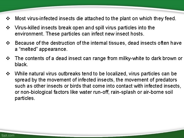 v Most virus-infected insects die attached to the plant on which they feed. v