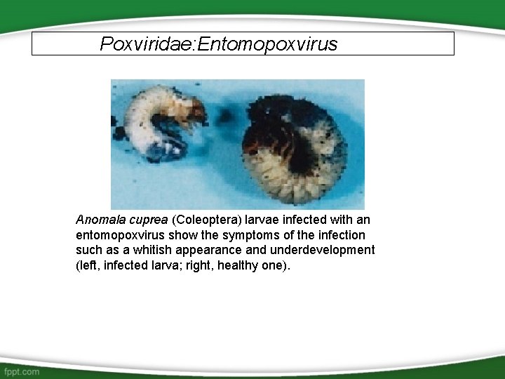 Poxviridae: Entomopoxvirus Anomala cuprea (Coleoptera) larvae infected with an entomopoxvirus show the symptoms of