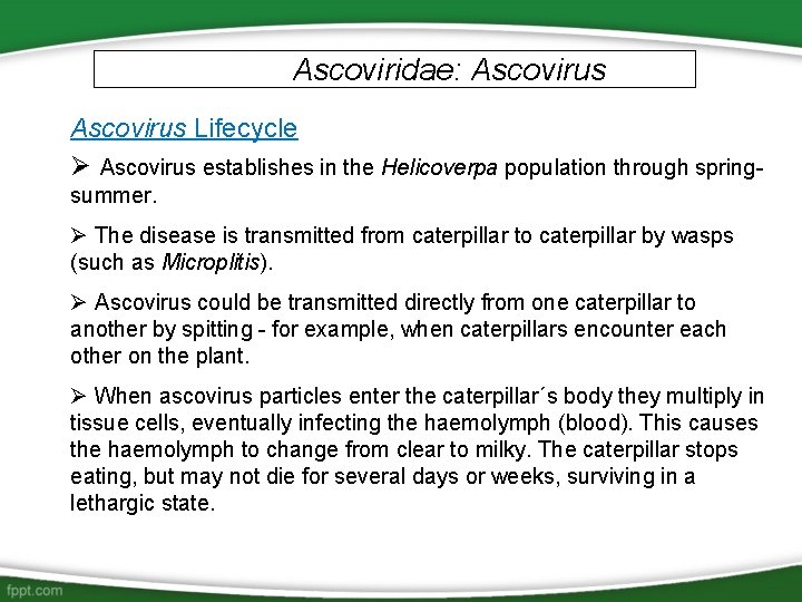 Ascoviridae: Ascovirus Lifecycle Ø Ascovirus establishes in the Helicoverpa population through springsummer. Ø The