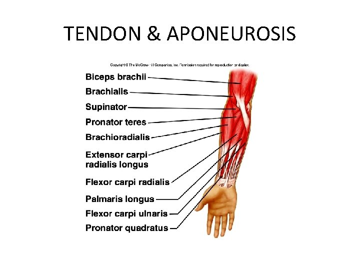 TENDON & APONEUROSIS 