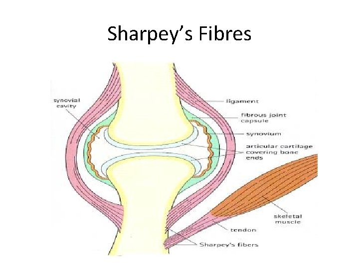 Sharpey’s Fibres 